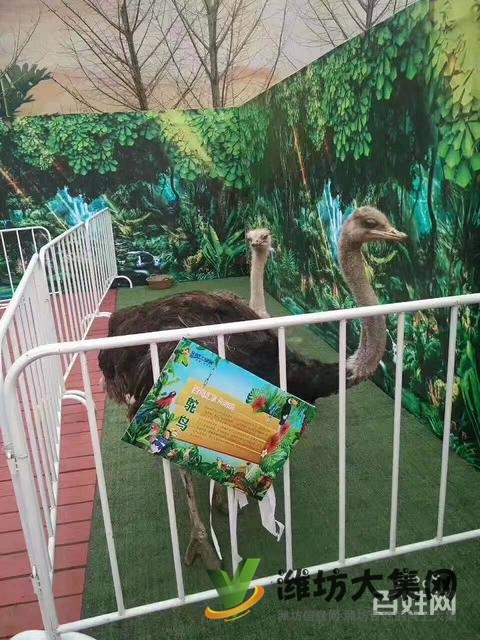 濰坊海洋生物租賃、萌寵動(dòng)物租賃,百鳥展