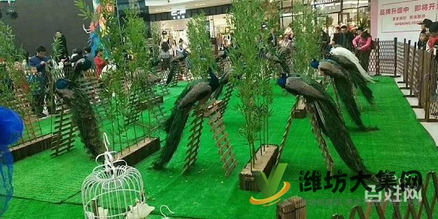 濰坊海洋生物租賃、萌寵動(dòng)物租賃,百鳥展