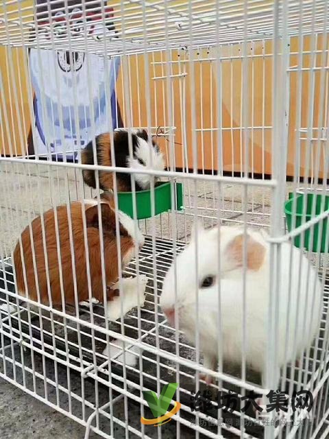 濰坊海洋生物租賃、萌寵動(dòng)物租賃,百鳥展