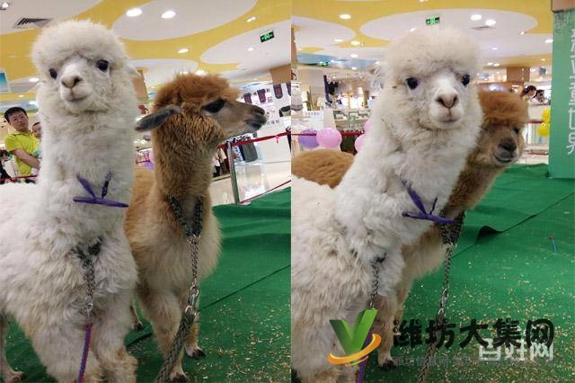 濰坊海洋生物租賃、萌寵動(dòng)物租賃，百鳥(niǎo)展出租