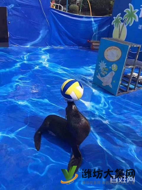 濰坊海洋生物租賃、萌寵動(dòng)物租賃,百鳥展