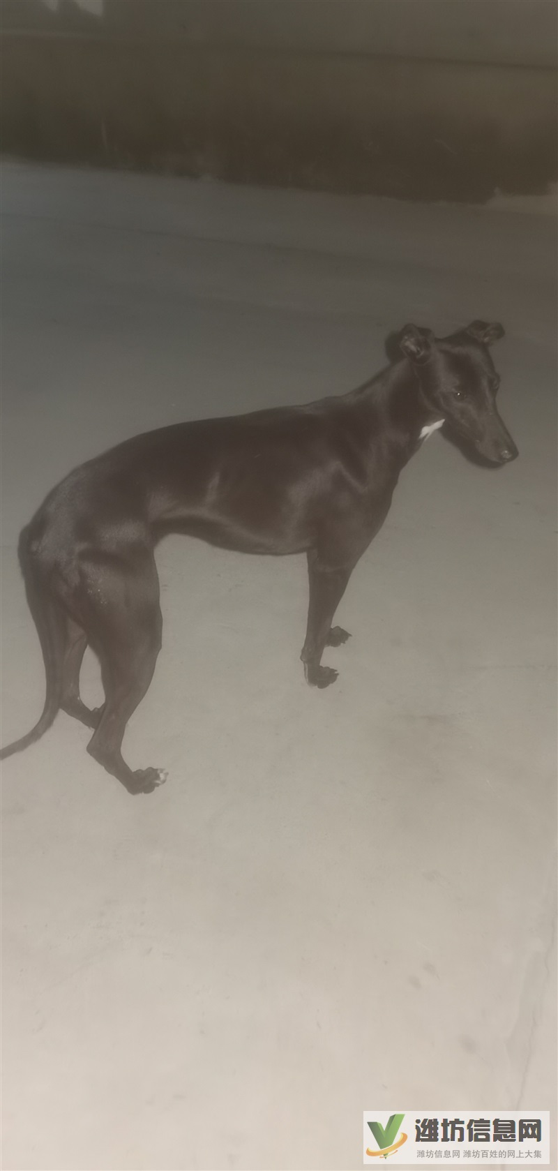 出售頂級夜活狗